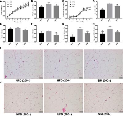 The Effect of Simvastatin on Gut Microbiota and Lipid Metabolism in Hyperlipidemic Rats Induced by a High-Fat Diet